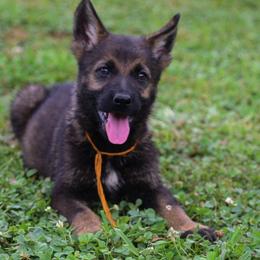 Orange girl - Sable female German Shepherd puppy in Clarkrange, Tennessee from Vom Wolff