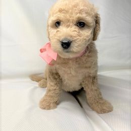 Goldendoodle Puppies from OnlyGoldendoodles