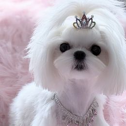 Patience - Maltese