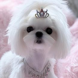 Patience - Maltese