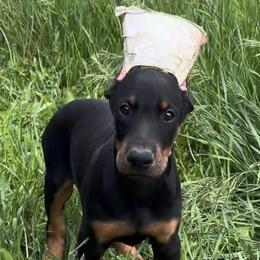 JuneBug Green Collar) - Black and rust female Doberman Pinscher puppy in Centralia, Missouri from TopSpots Farm