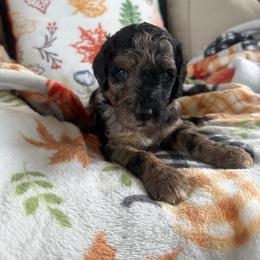 Klaus - Merle male Goldendoodle puppy in Petersburg, West Virginia from Wv Diva Doodles