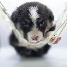 Peter Pan - Black and tan male Pembroke Welsh Corgi puppy in Vacaville, California from Hope_4thebay_Corgis