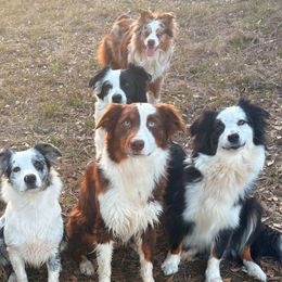 Australian Shepherds from Windie Aussies