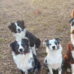 Australian Shepherds from Windie Aussies