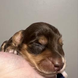 Crunch AKC PRA  CLEAR - Chocolate and tan male Dachshund puppy in Miami, Florida from Maitime Dachshund