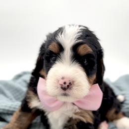Bernedoodle, Cavapoo, and Goldendoodle Puppies from Blackberry Farm Puppies