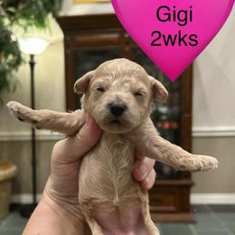 Gigi - Cream female Poodle puppy in Mineral Wells, Texas from S.H.A.R.P.’s Toy Poodles