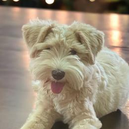 Chanel - Miniature Schnauzer