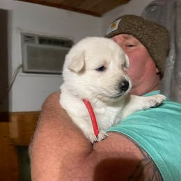 Rudolph - White male German Shepherd puppy in Yuba City, California from Barton’s German Shepherds