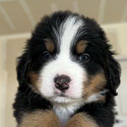 Bernese Mountain Dogs from Wildflower’s Mirabel