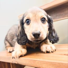 Pumpkin 3500 - Cream male Dachshund puppy in Sylvania, Alabama from Yancey’s Doxies