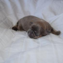 Misty - Lilac female Shih Tzu puppy in Porterville, California from Moore Shih Tzus