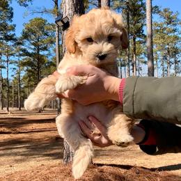 Sunny - Buff female Cockapoo puppy in Ellaville, Georgia from Lakeside Cockapoos
