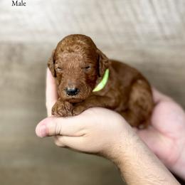 Jett - Red  male Poodle puppy in Abilene, Texas from Mesquite Kennels