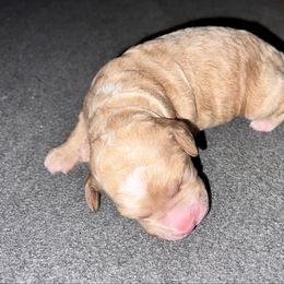 Boy 2 - Apricot male Goldendoodle puppy in Lancaster, California from Kid's Best Doodle