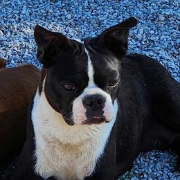 Raven - Boston Terrier