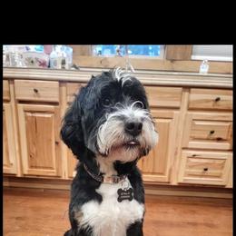 Sully - Bernedoodle