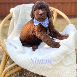 Goldendoodle Puppies from Dream A Little Doodle