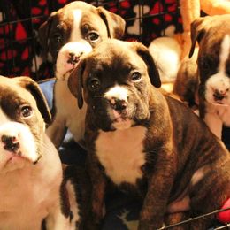 Boxers from SHForest Boxers
