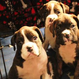 Boxers from SHForest Boxers