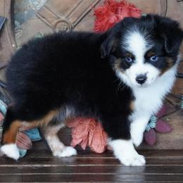 Black Tri - Black tri male Miniature Australian Shepherd puppy in Lawton, Oklahoma from Lindsey’s Aussies