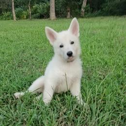 Purple girl - White female German Shepherd puppy in Bexar County, Texas from Scenic Creek German Shepherds and White Swiss Shepherds
