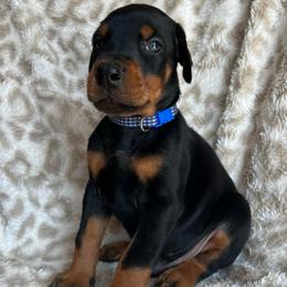 Blue - Black and rust male Doberman Pinscher puppy in Muskegon, Michigan from HillStone Dobermans