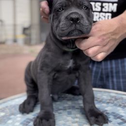 Cane Corso and French Bulldog Puppies from LV3M Cane Corso