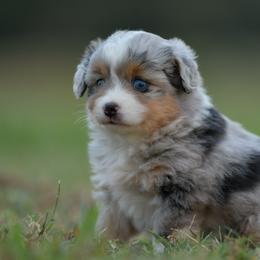 Brie - Blue merle female Toy Australian Shepherd puppy in Hartman, Arkansas from Southern Edition Aussies