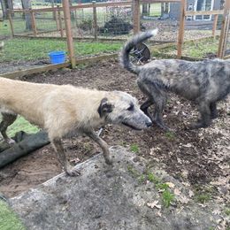 Irish Wolfhound Puppies from Serendipity Sighthounds