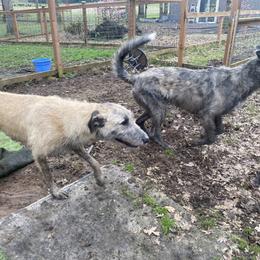 Irish Wolfhound Puppies from Serendipity Sighthounds