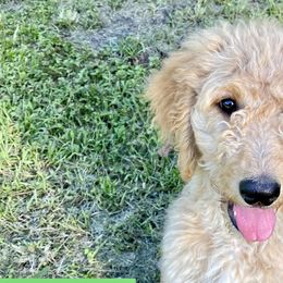 “Zinnia” - Apricot Goldendoodle puppy in Gainesville, Florida from Peace, Love, and Doodles