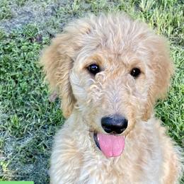 “Zinnia” - Apricot Goldendoodle puppy in Gainesville, Florida from Peace, Love, and Doodles