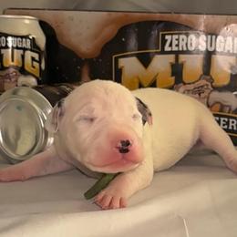 Mug - White and black male Dalmatian puppy in Des Moines, Iowa from Spot Splattered Dalmatians