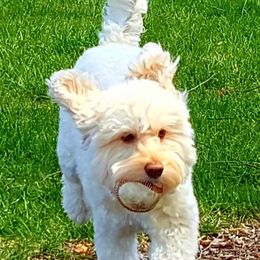 Finn - Australian Labradoodle
