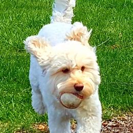 Finn - Australian Labradoodle