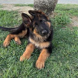 AKC Orange Girl - Black and red female German Shepherd puppy in Bakersfield, California from Aguirre Farm