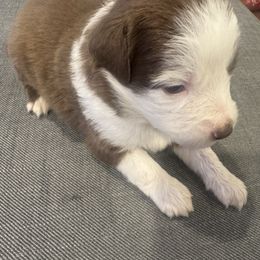 Holly - Red & white female Miniature Australian Shepherd puppy in Alexandria, Virginia from Fairfax Aussies