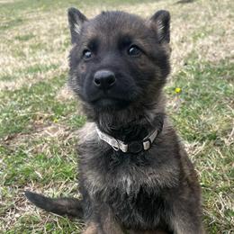 Elizabeth - female German Shepherd puppy in Dewy, Oklahoma from Great North Kennels