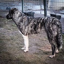 Anatolian Shepherd Dog and Australian Cattle Dog Puppies from 4D Cattle Dogs