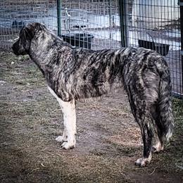 Anatolian Shepherd Dog and Australian Cattle Dog Puppies from 4D Cattle Dogs