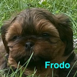 Frodo - Red and tan male Shih Tzu puppy in Bloomfield, Indiana from Meihem Pups