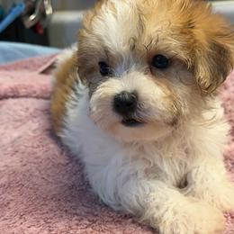 Drew - White and tan male Morkie puppy in Florence, Kentucky from 4paws4ever by Design