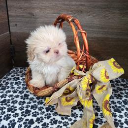 Male 1 - Lilac male Shih Tzu puppy in Meadows Of Dan, Virginia from Walt’s Shih Tzus