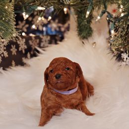Goldendoodle Puppies from Redhead Doodle Co