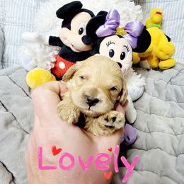 Cockapoo Puppies from Golden Paws