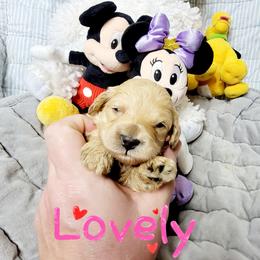 Cockapoo Puppies from Golden Paws