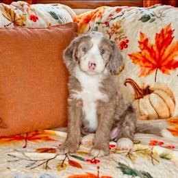 Toffee - Merle female Sheepadoodle puppy in Austin, Texas from Darling Doodles