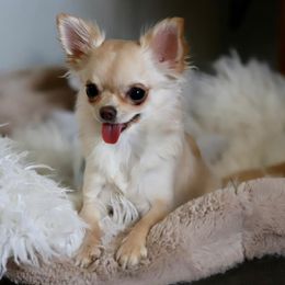 Chihuahuas from Kachel chihuahuas